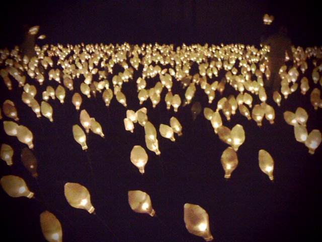 A Field of Shiny Flowers