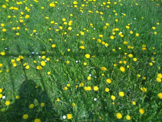 Dandelions