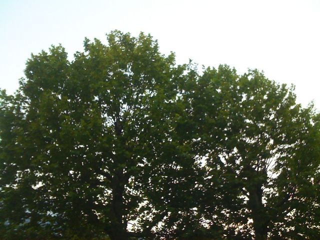 High in the Trees