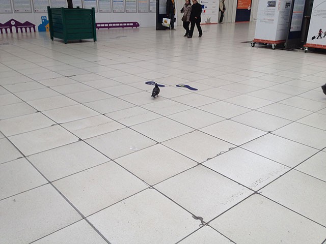 Pigeons in the Trainstation, Lille