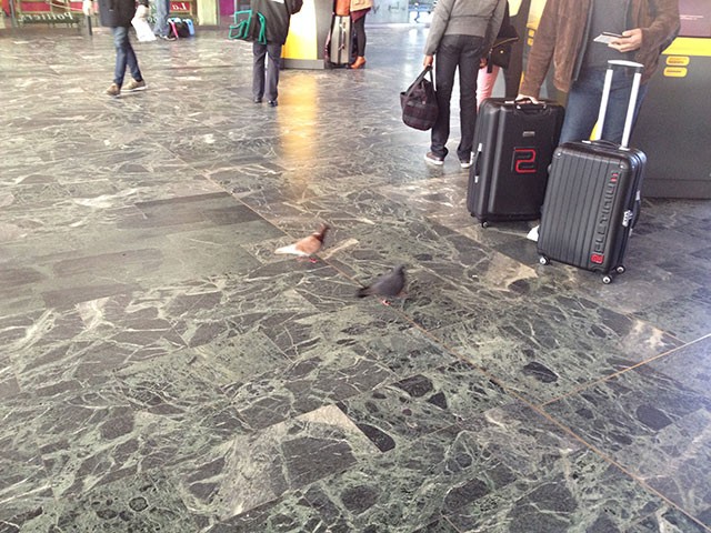 Pigeons in the Trainstation, Nantes