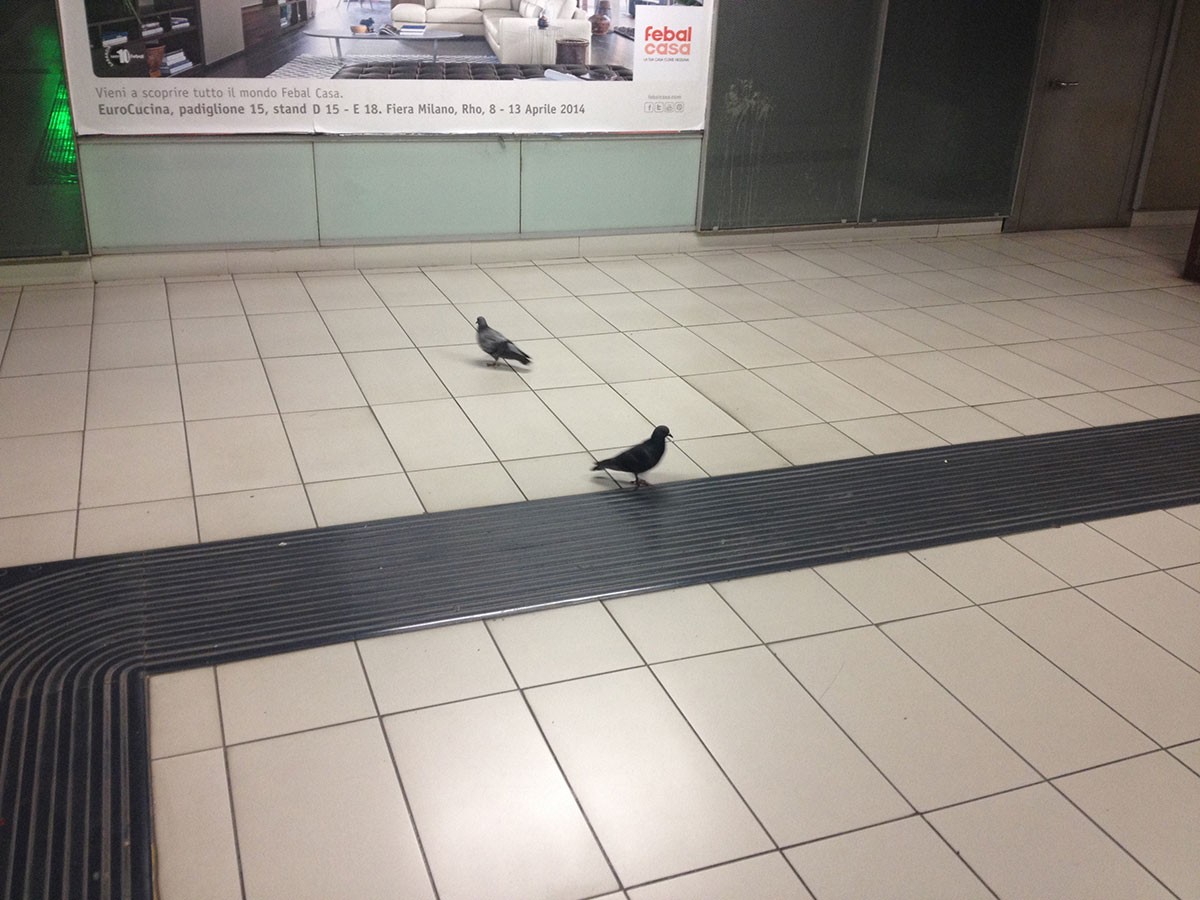 Subway Pigeons
