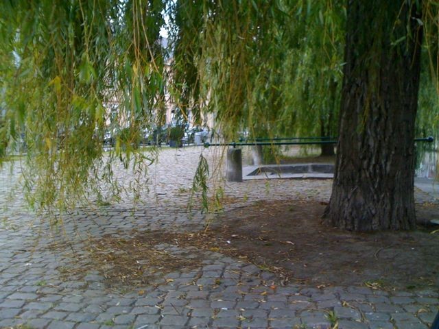 Under the Tree