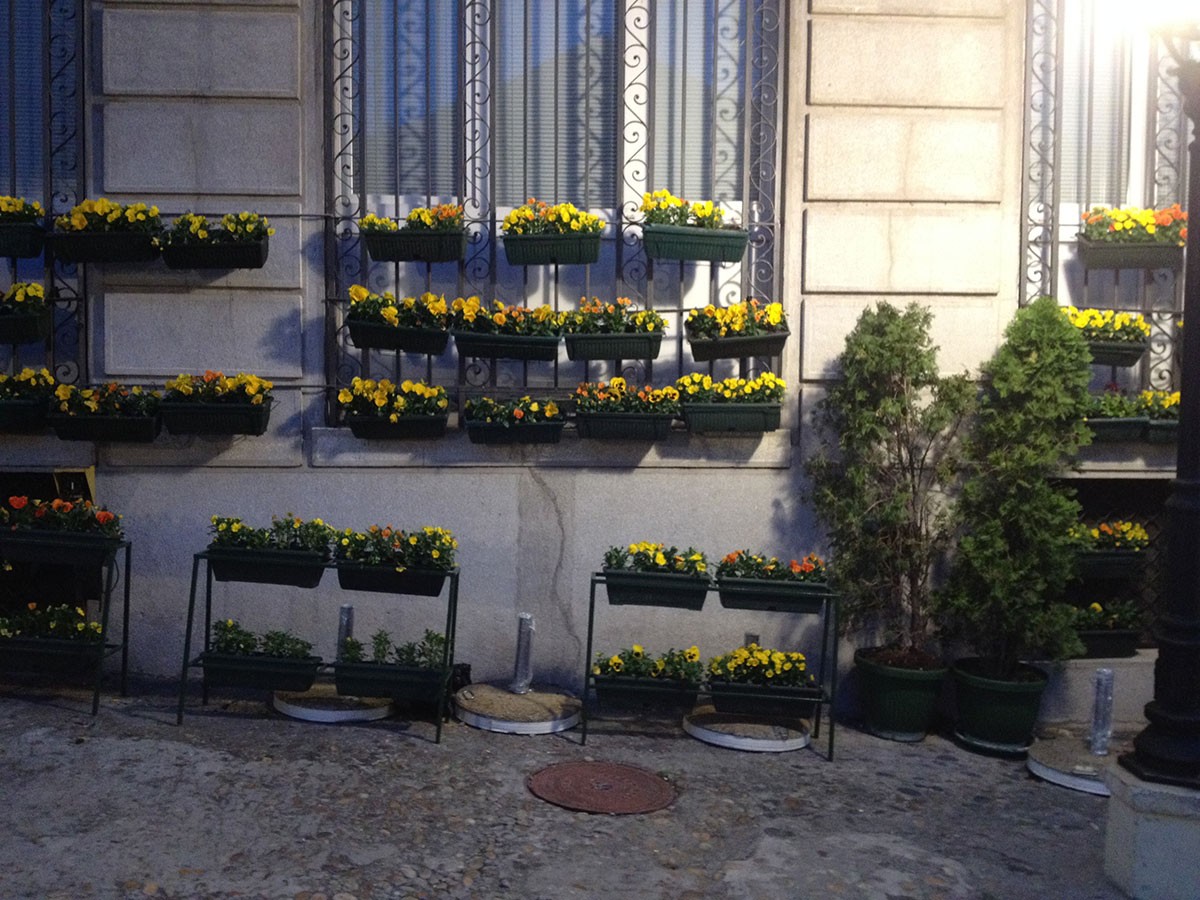 Yellow Flowers